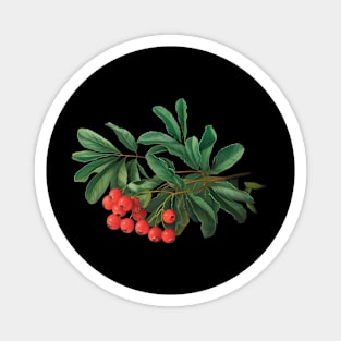 Red Berries with Glossy Green Leaves, Likely from a Plant or Shrub, Highlighting its Natural Beauty Magnet